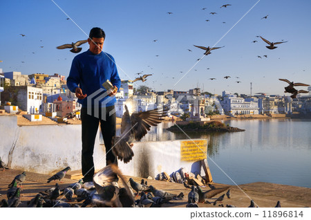 Indian Man Feeding Pigeons in Pushkar 11896814