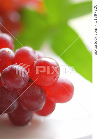 葡萄 11897220