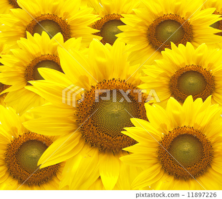 beautiful yellow Sunflower petals closeup. 11897226