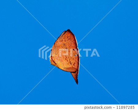 Young fish of the swallow bud Young fish of the swallow bud 11897285