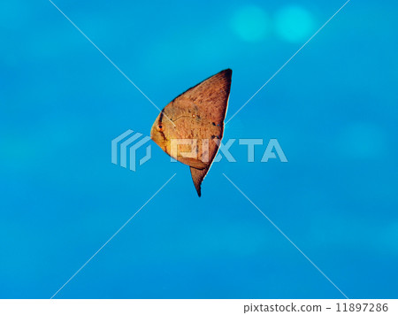 燕子芽的幼小魚 11897286