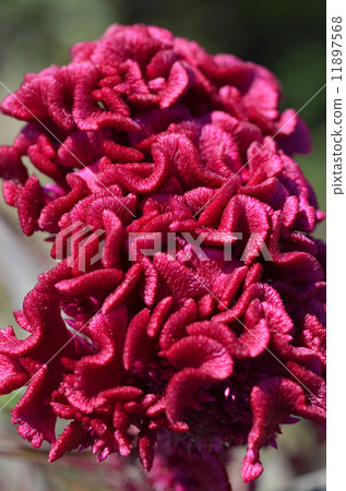 Tosaka Kaitou(雞冠雞頭) Tosaka Kaitou(雞冠雞頭) 11897568