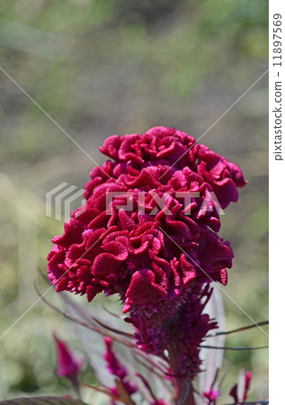 Tosaka Kaitou（雞冠雞頭） 11897569