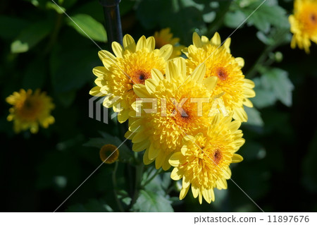 Spray chrysanthemum 11897676