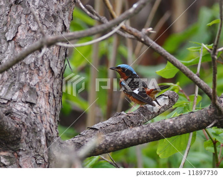 Mr. Himeisonso Hiyo 11897730