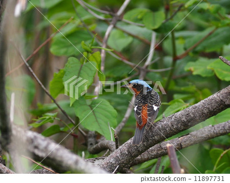 Himeisonso Hiyo先生 11897731