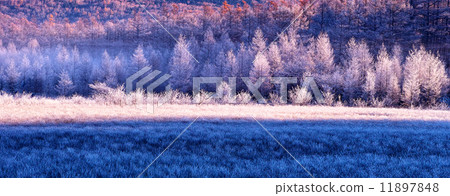 晨霧草甸 11897848