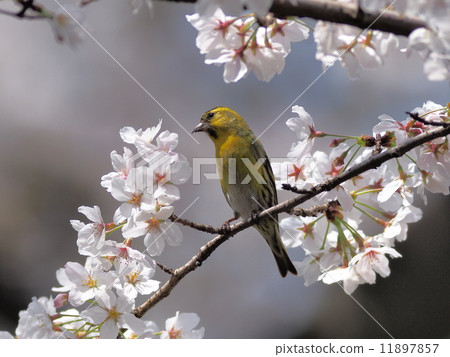 Sakura Mahiwa Male 11897857