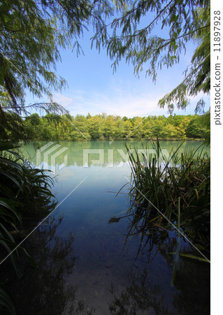 湖中樹 湖中樹 11897928