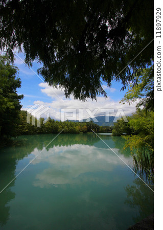 湖中樹 11897929
