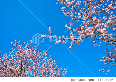 Kawazu cherry tree 11897956