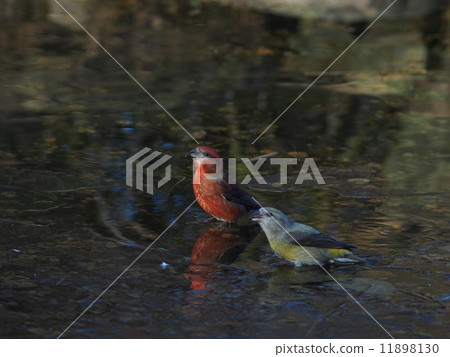 Iska Pair 11898130