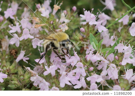 Male of Communist crab licking honey of Ibuki mushroom Male of Communist crab licking honey of Ibuki mushroom 11898200