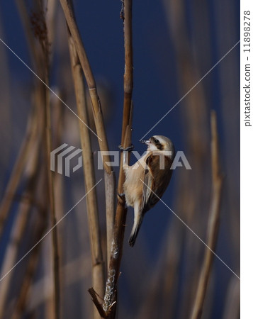 Trisgara Male 11898278