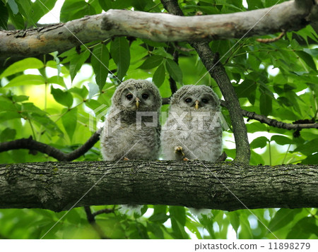 Ezo owl claw chicks 11898279