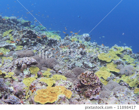 沖繩·石垣島的水下景觀 沖繩·石垣島的水下景觀 11898417