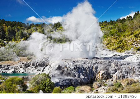 Pohutu Geyser, New Zealand Pohutu Geyser, New Zealand 11898456