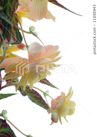 Begonia 11898943