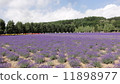 富良野薰衣草田 11898977