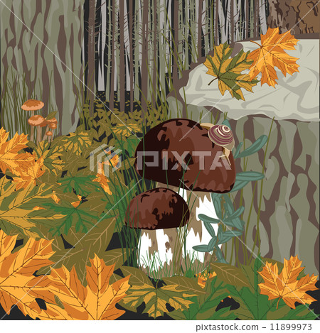 forest with mushrooms forest with mushrooms 11899973