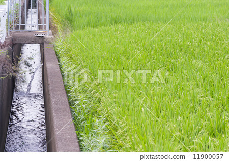 稻田和農業運河 稻田和農業運河 11900057