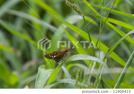 Hemp butterflies　 11900415