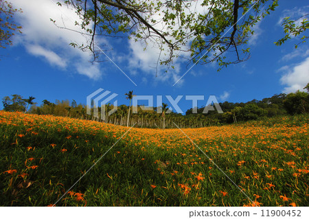 Needle flower Needle flower 11900452