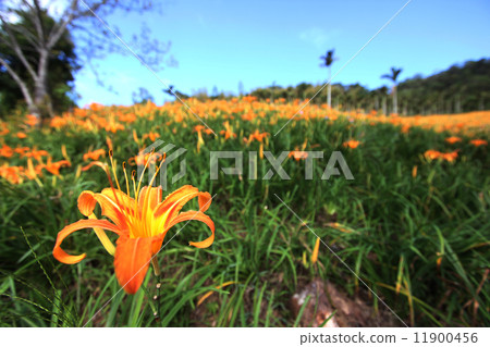 Needle flower 11900456