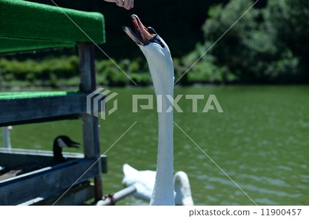 Cobb swans 11900457