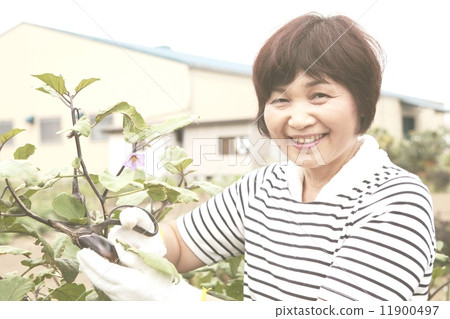 收穫茄子的資深婦女 收穫茄子的資深婦女 11900497