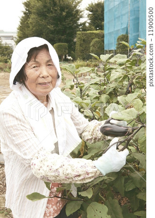 收穫茄子的資深婦女 11900500