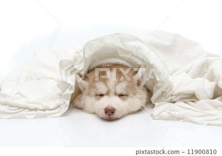 Cute puppy with a white blanket 11900810