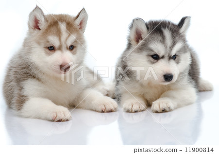Cute little husky puppy isolated Cute little husky puppy isolated 11900814