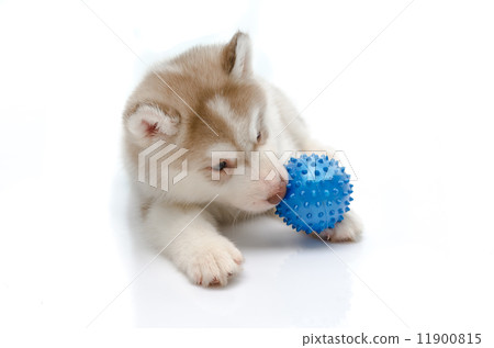 Siberian husky playing with a ball Siberian husky playing with a ball 11900815