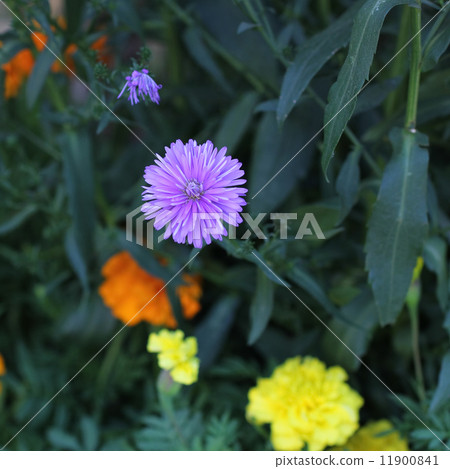 孔雀翠菊和萬壽菊 11900841