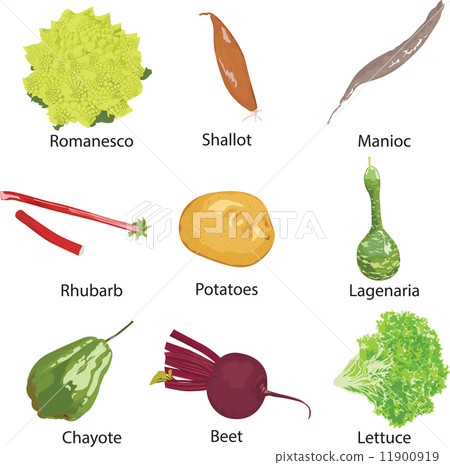 different vegetables on a white background different vegetables on a white background 11900919