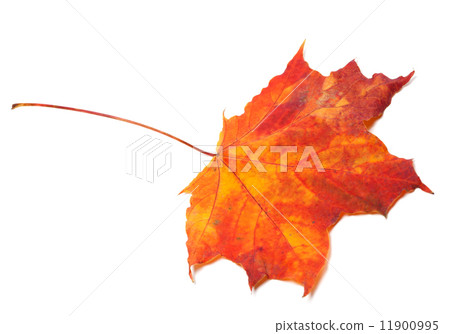 Red autumn maple leaf Red autumn maple leaf 11900995