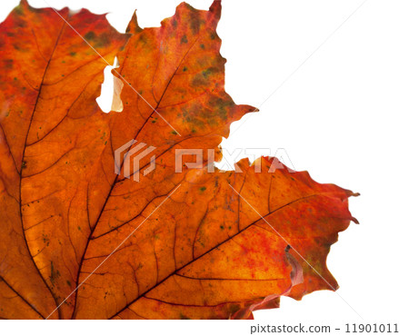 Dry maple leaf in corner Dry maple leaf in corner 11901011
