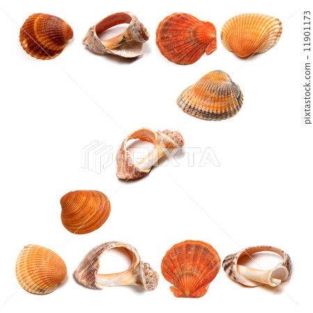 Letter Z composed of seashells 11901173