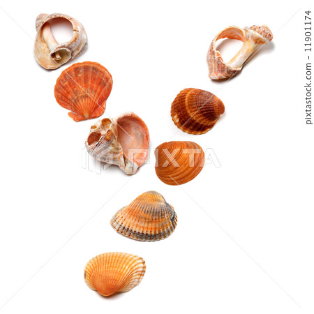 Letter Y composed of seashells 11901174