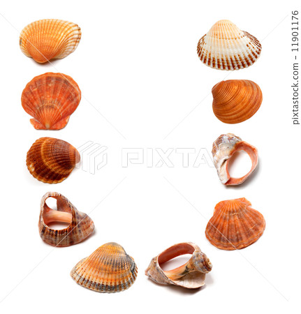 Letter U composed of seashells 11901176