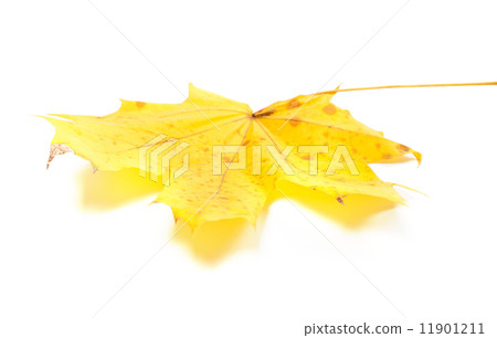Yellow maple leaf on white background Yellow maple leaf on white background 11901211