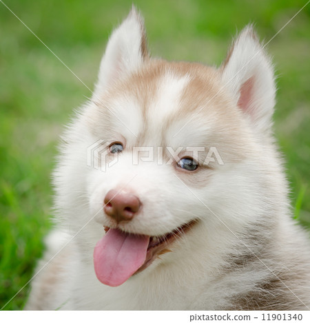 Close up of siberian hisky puppy 11901340