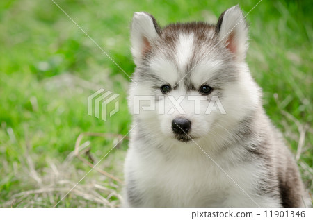 Close up of siberian hisky puppy 11901346