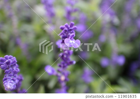 你是主角 11901635