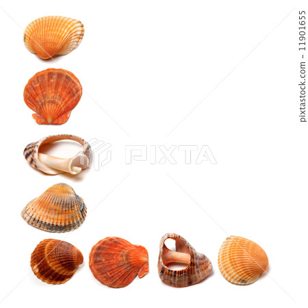 Letter L composed of seashells 11901655