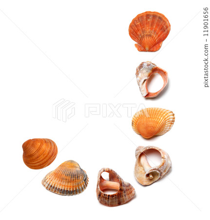 Letter J composed of seashells 11901656