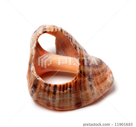 Empty broken rapana shell Empty broken rapana shell 11901683
