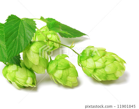 Blossoming hop on white background Blossoming hop on white background 11901845