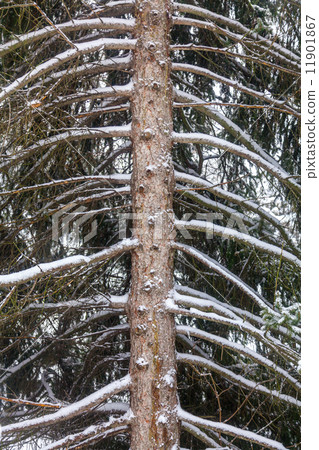fir tree trunk covered with snow fir tree trunk covered with snow 11901867